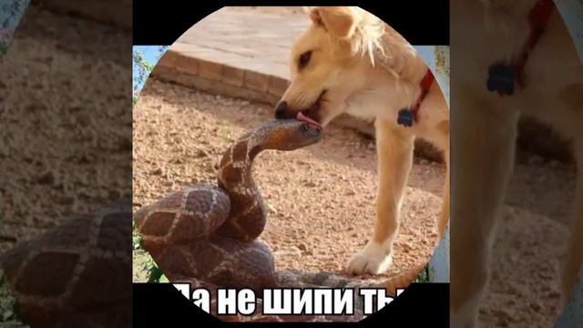 Всем друзьям прииска Красноармейский. ⭐️30.⭐️Мой любимый ...⭐️Через годы, через расстояния... смотреть онлайн