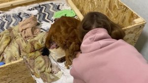 Как принять роды у собаки. Спасение щенка. Полная версия. Роды от а до я.