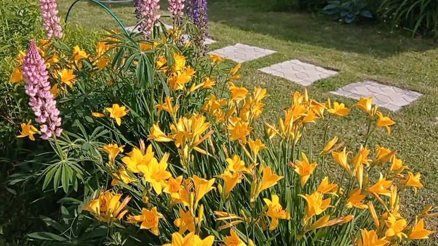 Ветренный вечер в моем саду. Что с розой? /гортензия/спирея/огородик/ смотреть онлайн