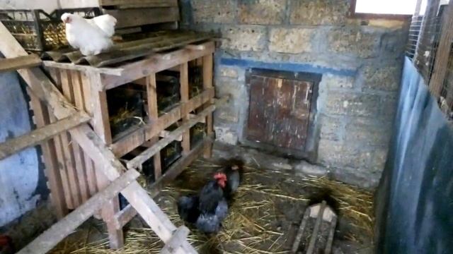 Карликовые кохинхины Выводок 2017 смотреть онлайн