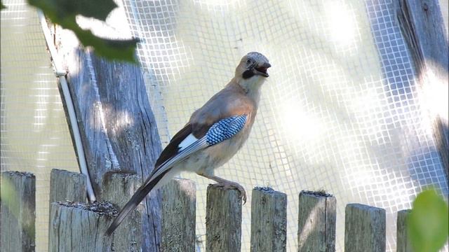 Люди,не стреляйте в белых лебедей смотреть онлайн