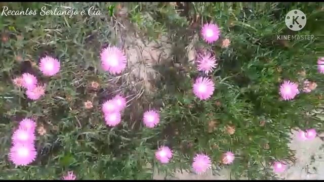 #Lampranthus# #CACTOS MARGARIDA. смотреть онлайн