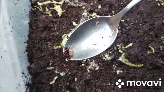 кормления улиток Смена кокосового наполнение Яйца улиток Уход за улитками уборка в контейнере