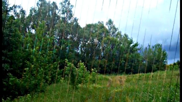 листья тополя смотреть онлайн