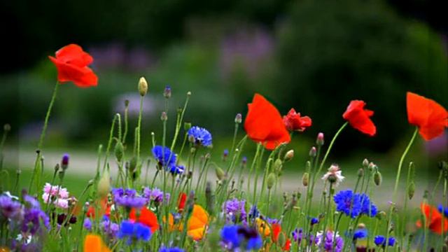 Fantasy 3 (Telemann). Vladimir Khrobystov / Владимир Хробыстов (tenor-recorder) смотреть онлайн