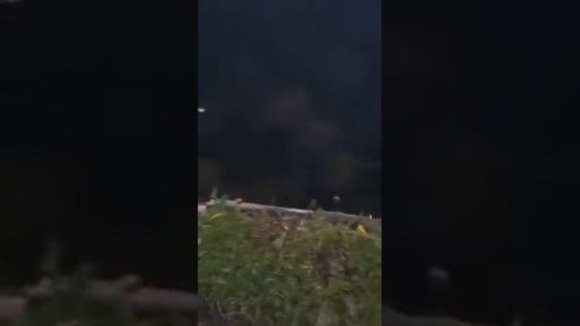 Водяная крыса в Гатчинском парке смотреть онлайн