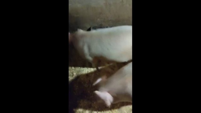 наши пяточки смотреть онлайн