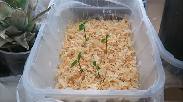 Мои экзотические растения: личи, томаты, клементины 6 смотреть онлайн