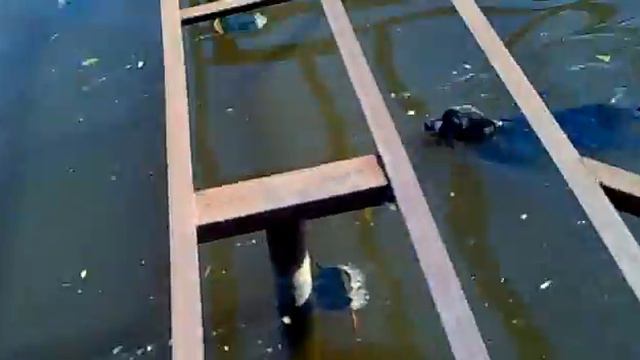 МЧС спасает собаку смотреть онлайн