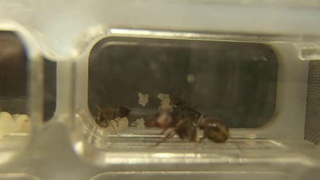 муравьи, уход за яйцами смотреть онлайн