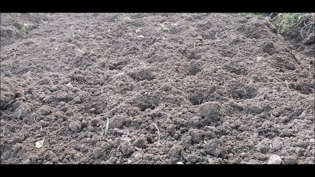 Озимый чеснок/Сажаем правильно осенью в октябре смотреть онлайн