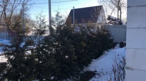 туя западная брабант. как выросла за 3 года