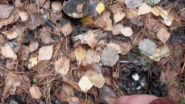 Неожиданно много грибов в темном лесу. смотреть онлайн