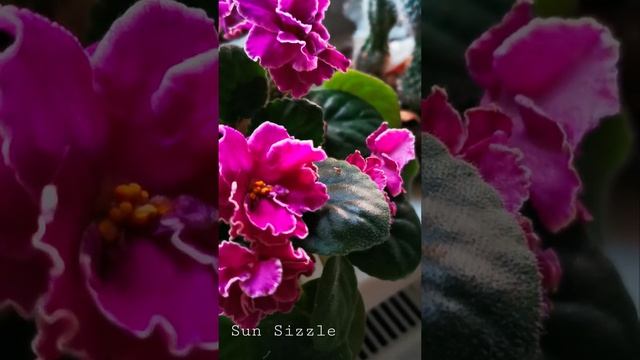 Сенполия Sun Sizzle стандарт смотреть онлайн