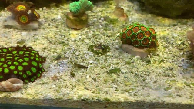Зоантусы в моем морском мини аквариуме. смотреть онлайн