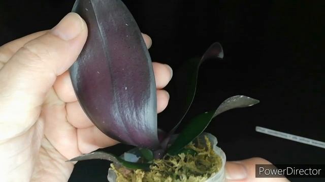 Новая орхидея  Phalaenopsis Sanderiana. #phalaenopsissanderiana #фаленопсиссандериана