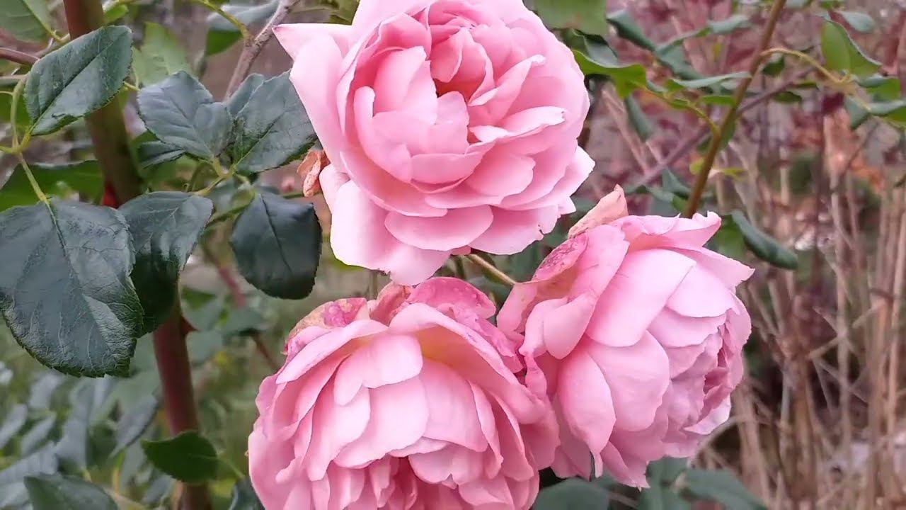 Прикоп. Подготовка розариев к зиме. Часть 5 смотреть онлайн