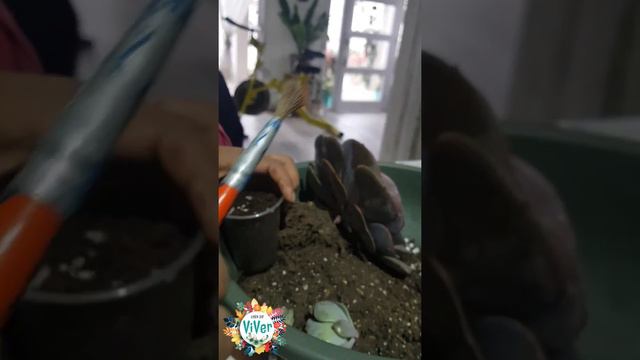 Echeveria Dusty Rose смотреть онлайн