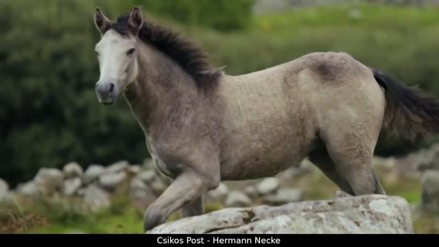 Csikos Post - Hermann Necke | CASIO AIR Piano PX770 PX780 PX870 AP270 AP470 AP650 Timbre 1 смотреть онлайн