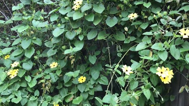 Black-eyed Susan vine eating the house смотреть онлайн