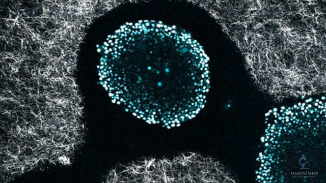 Клетки под микроскопом смотреть онлайн