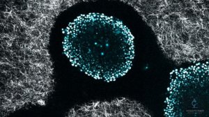 Клетки под микроскопом