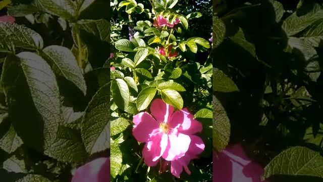 19 июня 2021 г. Роза ругоза. шмель работает пока мы отдыхаем!!!! смотреть онлайн