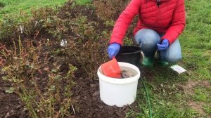 Вторая Подкормка Роз. Как правильно разводить навозную жижу для Роз