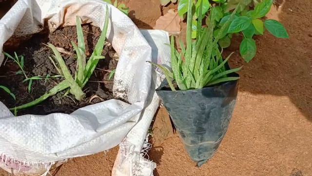 Setting up my ALOE VERA farm | RANDOM day in the LIFE смотреть онлайн