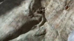 Пчеловодство. Старый холстик - снимаю прополис и воск.