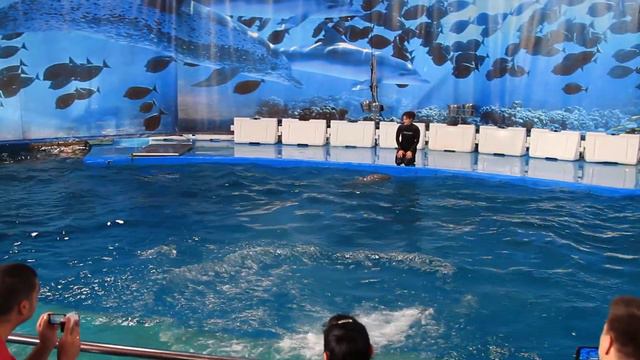 Dolphins. ZOO. Barсelona. Шоу дельфинов в зоопарке Барселоны смотреть онлайн