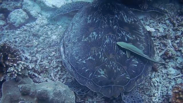 Incredible Underwater World| Under Ocean Sea 4K|Relaxation Video With Original Sound