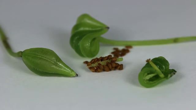 非洲鳳仙花的果實與種子  Impatiens walleriana MVI 5922 YouTube смотреть онлайн