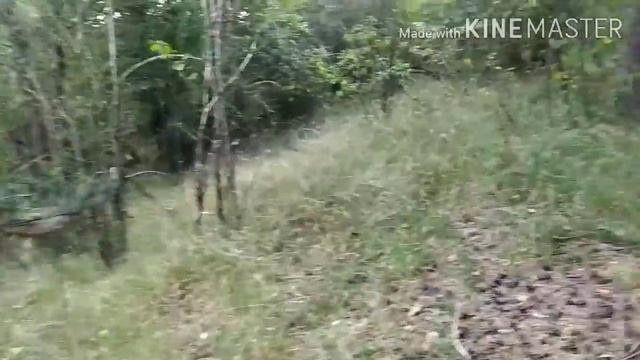 Поход в Лес собрать грибы и мой друг Алтай . смотреть онлайн
