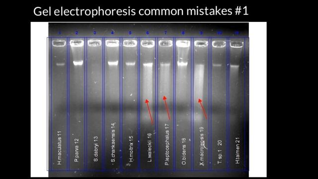 Gel electrophoreses common mistakes #1 смотреть онлайн