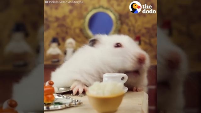 Hamster Eats Thanksgiving Dinner