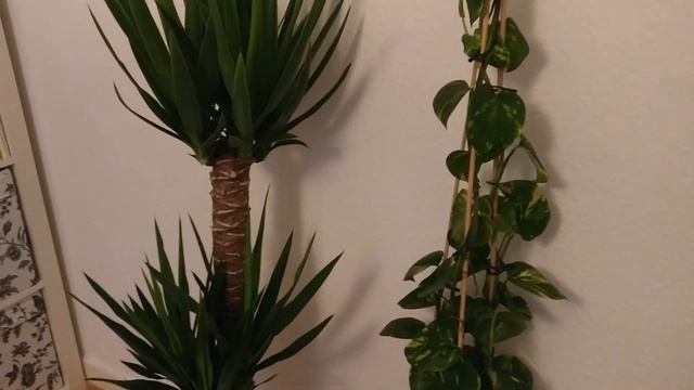 PFLANZENUPDATE | GÄRTNERN, AVOCADOS, Neue ZIMMERPFLANZEN, TÖPFE & CO | PFLANZENMUDDI