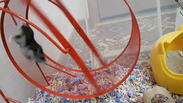 Хомяк бегает в колесе смотреть онлайн