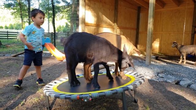 HE DID IT AGAIN!!! Caught on Camera Reaction (FV Family Vlog) смотреть онлайн