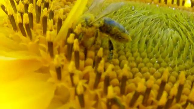 Цветет подсолнечник на Урале - 10 июля... смотреть онлайн