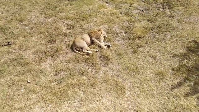 Крым.Сафари-Парк львов 