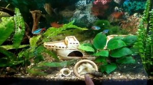 Избавляемся от улиток в аквариуме.