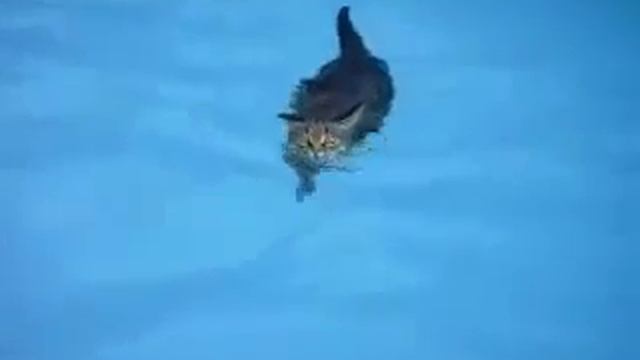 Водоплавающий кот! Жесть! Прикол! смотреть онлайн