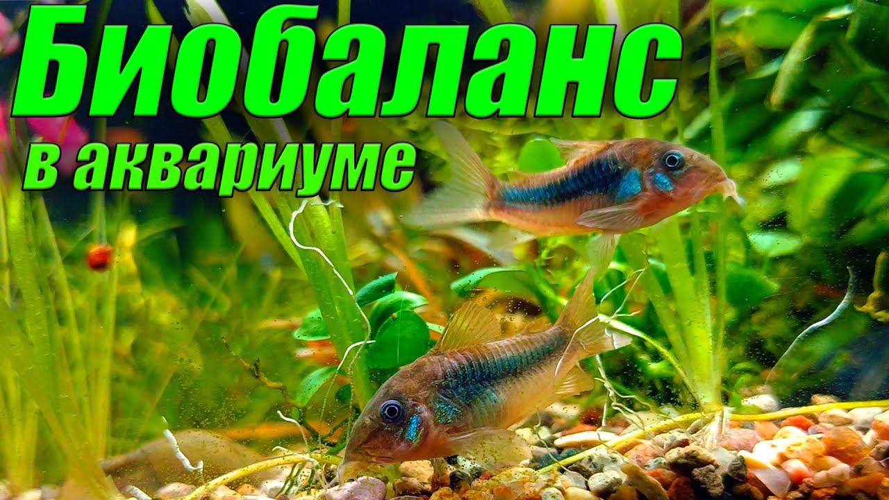 Биобаланс в аквариуме. Что это такое? Аквариумистика для начинающих смотреть онлайн