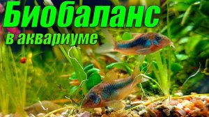 Биобаланс в аквариуме. Что это такое? Аквариумистика для начинающих