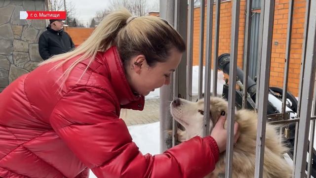 Белорусские драники и оленья упряжка: как интересно отдохнуть в Мытищах | Зима в Подмосковье смотреть онлайн