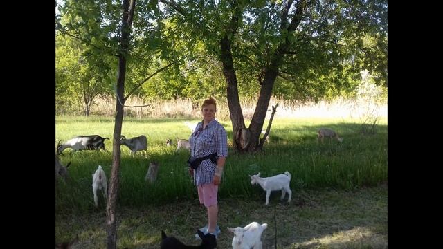 Гуси спасли Рим, козы-меня. смотреть онлайн