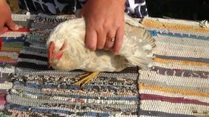 Внешние паразиты у кур -БЛОХИ.Часть 2.