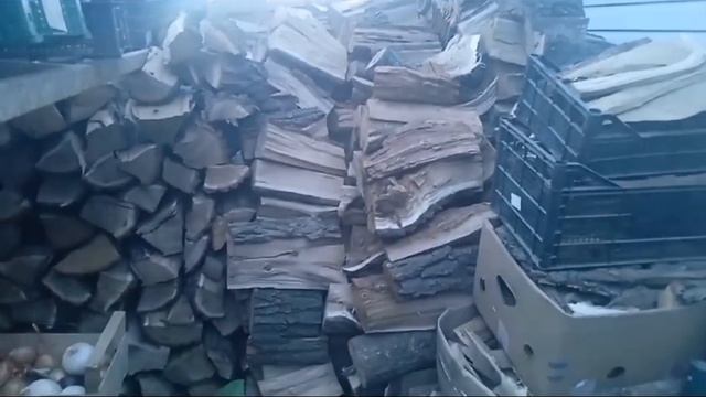 Черенкование  бругмансии процесс не сложный! В кадр попала часть заготовки дров!