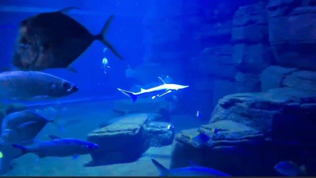 Berlin zoo | Берлинский зоопарк смотреть онлайн